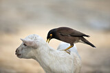 Image. Common Myna