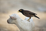 Image. Common Myna