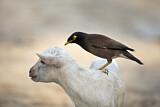 Image. Common Myna