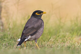 Image. Common Myna