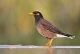 Image. Common Myna