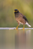 Image. Common Myna