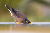 Image. Common Myna