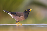 Image. Common Myna