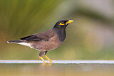 Image. Common Myna