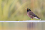 Image. Common Myna