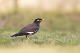 Image. Common Myna