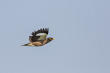 Image. Common Myna