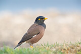 Image. Common Myna