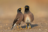 Image. Common Myna