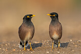 Image. Common Myna
