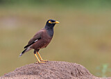 Image. Common Myna
