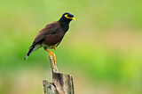 Image. Common Myna