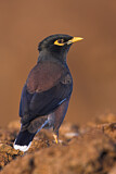 Image. Common Myna