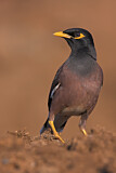Image. Common Myna