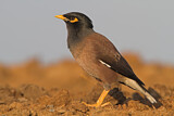 Image. Common Myna