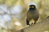 Image. Common Myna