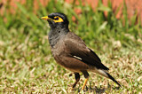 Image. Common Myna