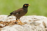 Image. Common Myna
