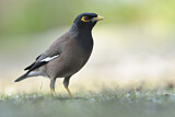 Image. Common Myna