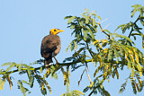 Image. Common Myna