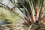 Image. Common Myna