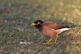 Image. Common Myna
