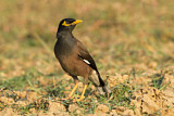 Image. Common Myna