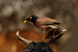 Image. Common Myna