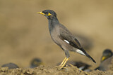 Image. Common Myna