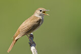 Image. Common Nightingale