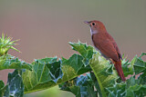 Image. Common Nightingale