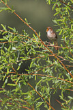 Image. Common Nightingale