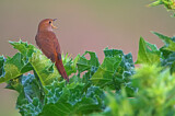 Image. Common Nightingale