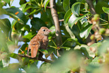 Image. Common Nightingale