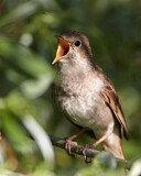 Image. Common Nightingale