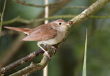 Image. Common Nightingale