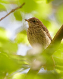 Image. Common Nightingale