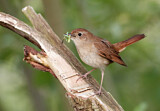 Image. Common Nightingale