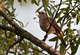 Image. Common Nightingale