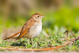 Image. Common Nightingale