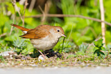 Image. Common Nightingale