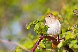 Image. Common Nightingale