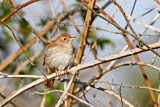 Image. Common Nightingale