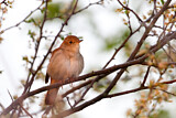 Image. Common Nightingale