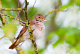 Image. Common Nightingale