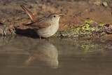 Image. Common Nightingale