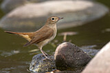 Image. Common Nightingale