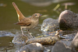 Image. Common Nightingale