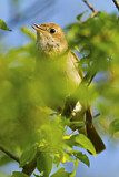 Image. Common Nightingale